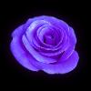 A pretty lil rose